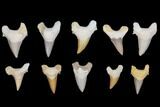 Lot - to Fossil Shark Teeth (Restored Roots) - Pieces #149008-1